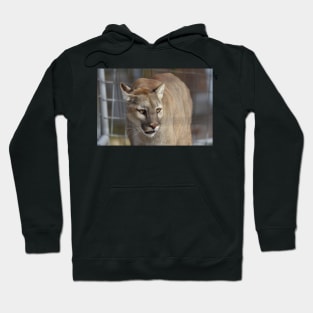 Cougar Hoodie